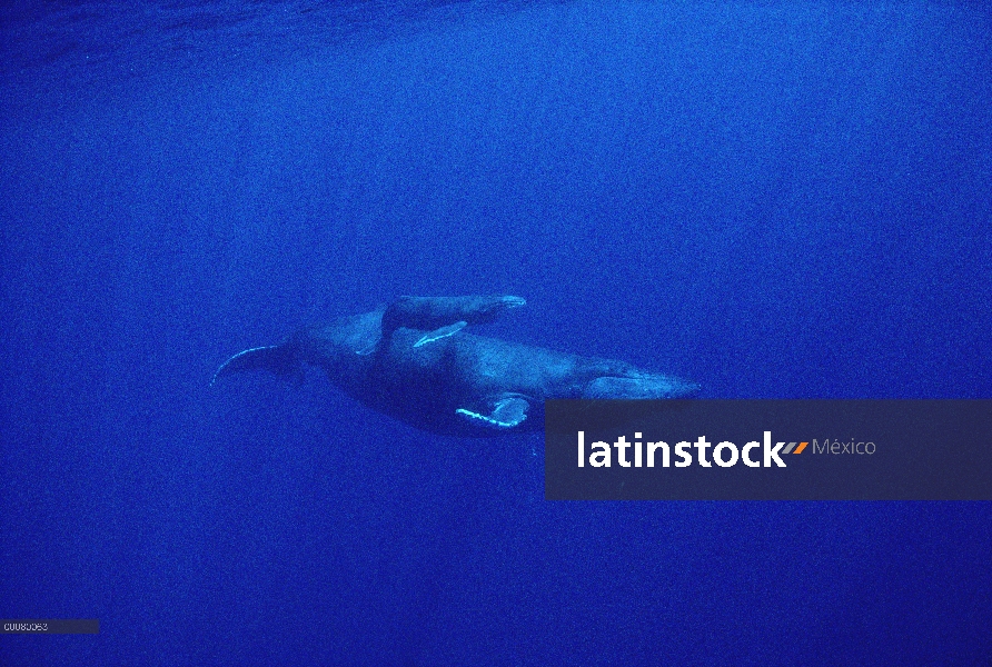 Ballena jorobada (Megaptera novaeangliae) madre y cría bajo el agua, Hawaii