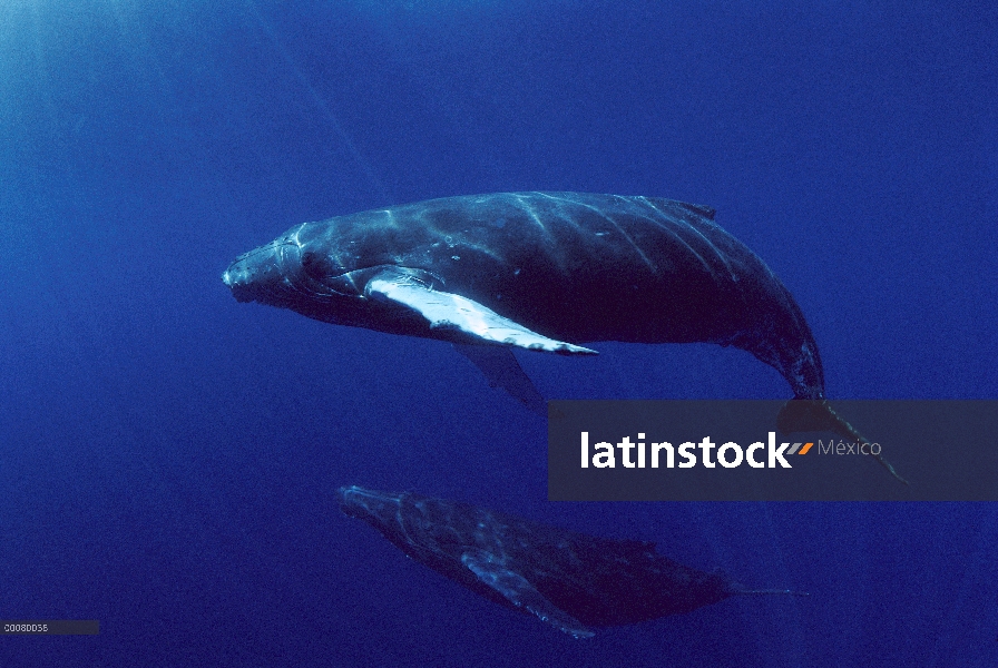 Ballena jorobada (Megaptera novaeangliae) par nadar juntos, Hawaii