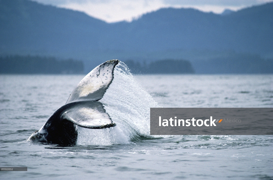 Cola de ballena jorobada (Megaptera novaeangliae), Alaska