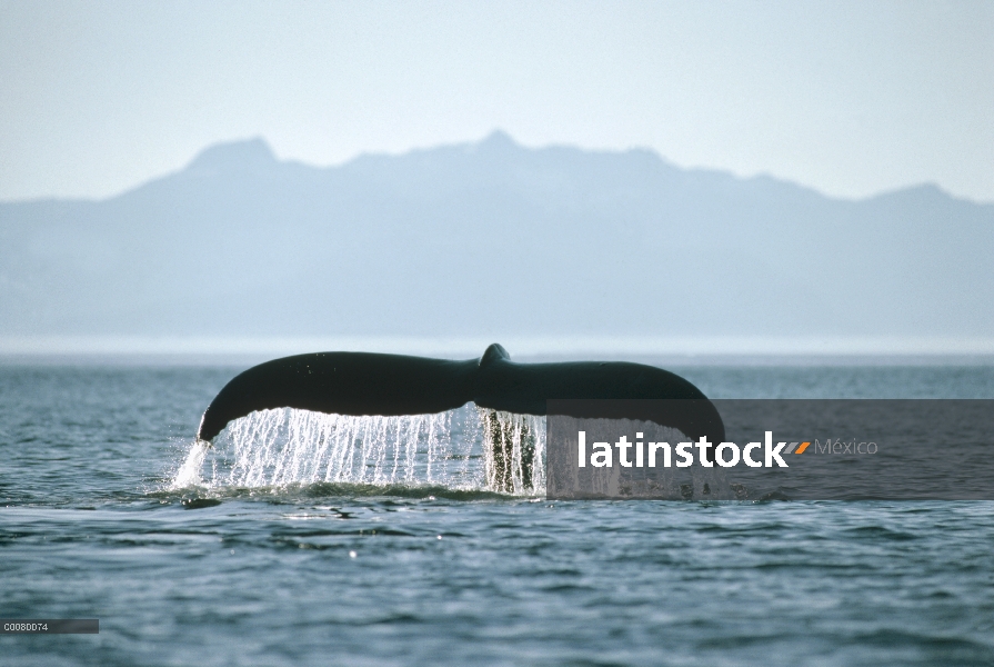 Ballena jorobada (Megaptera novaeangliae) cola, Frederick Sound, Alaska suroriental