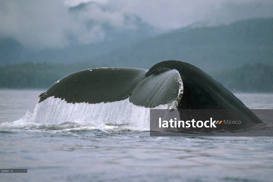 Cola de ballena jorobada (Megaptera novaeangliae), Alaska