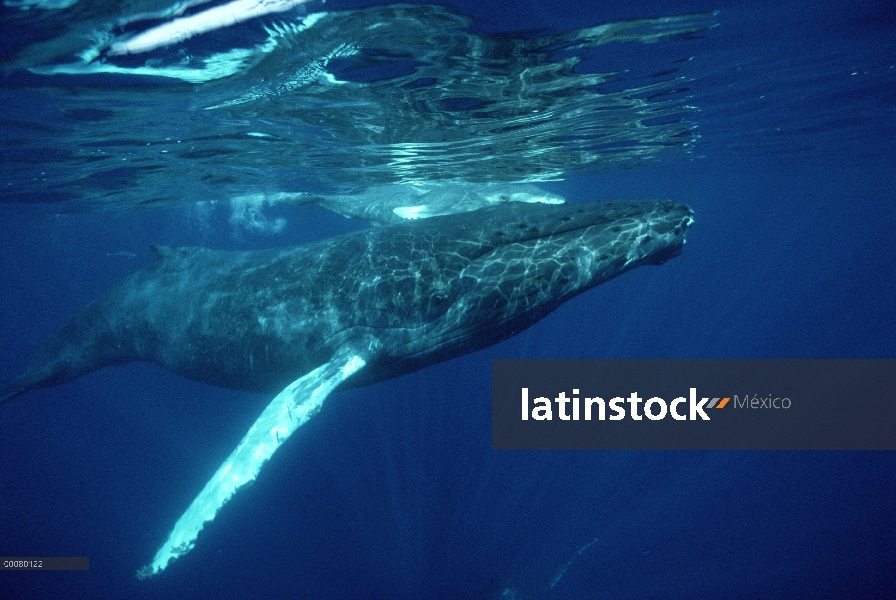 Ballena jorobada (Megaptera novaeangliae) y becerro, Hawaii