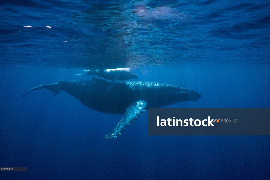 Ballena jorobada (Megaptera novaeangliae) hembra con cría, Hawaii