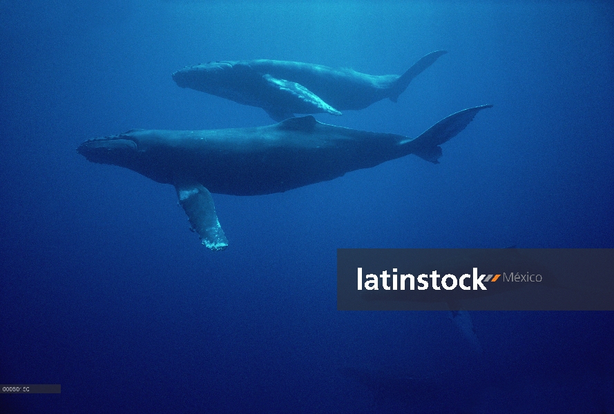 Ballena jorobada (Megaptera novaeangliae) vaca, ternero grande y dos escoltas masculinos, Hawaii