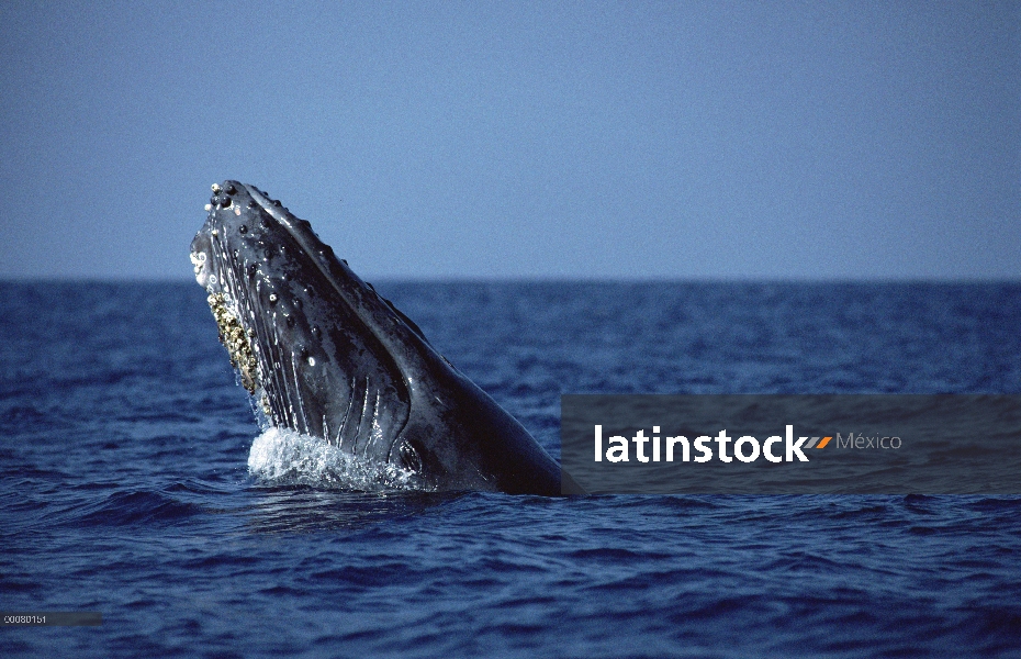 Dos de la ballena jorobada (Megaptera novaeangliae), Hawaii