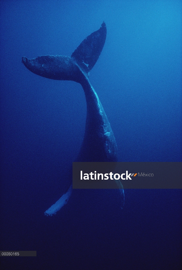 Ballena jorobada (Megaptera novaeangliae) submarinos, Hawaii