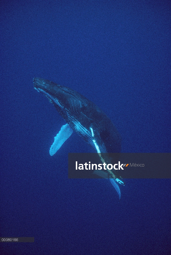 Canto masculino de ballena jorobada (Megaptera novaeangliae), Hawaii