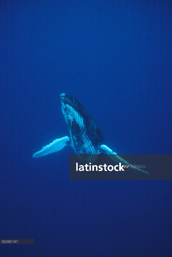 Retrato subacuático de ballena jorobada (Megaptera novaeangliae), Costa de Kona, Hawaii