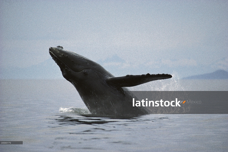 Ballena jorobada (Megaptera novaeangliae) violar, Hawaii