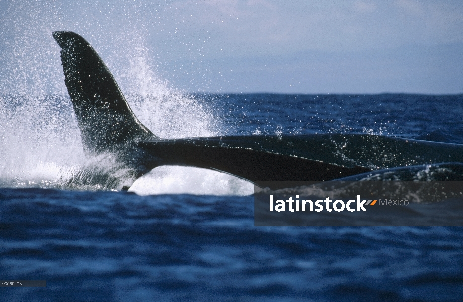 Ballena jorobada (Megaptera novaeangliae) Amarre cola, Hawaii