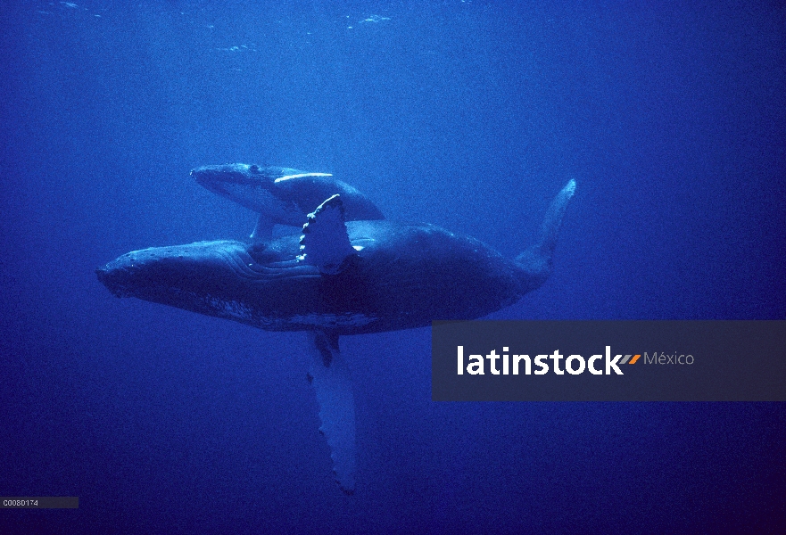 Ballena jorobada (Megaptera novaeangliae) madre y el becerro, Hawaii