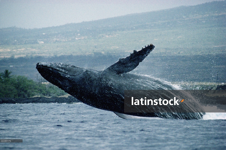 Incumplimiento de la ballena jorobada (Megaptera novaeangliae)