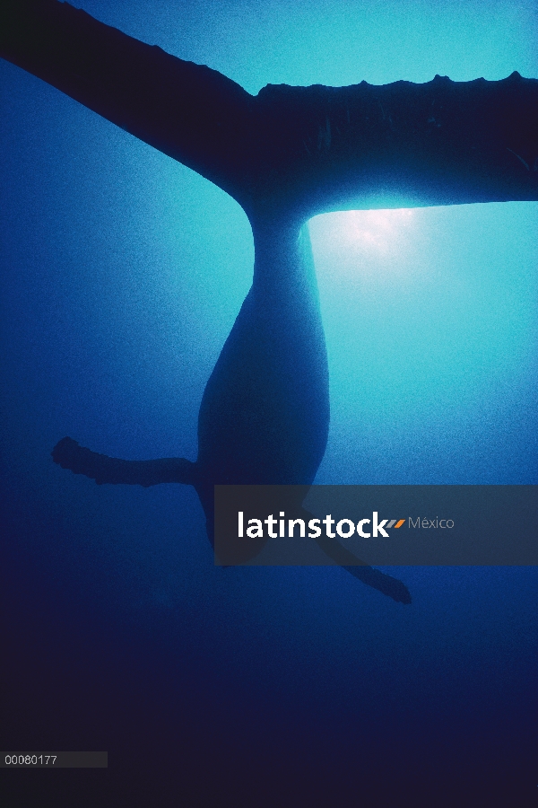 Ballena jorobada (Megaptera novaeangliae) canto masculino, Maui, Hawaii