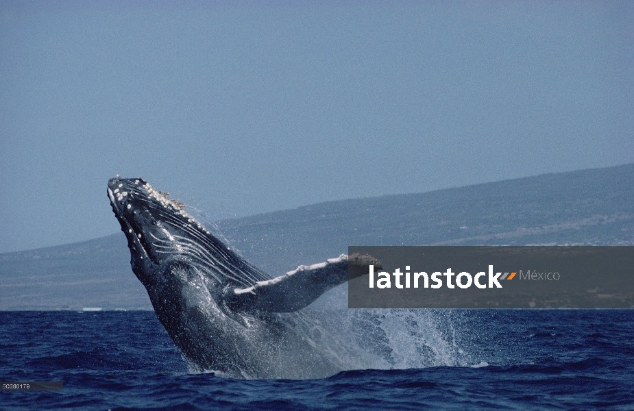 Ballena jorobada (Megaptera novaeangliae) violar, Hawaii