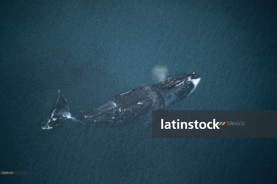 Ballena de Groenlandia (Balaena mysticetus) en aguas abiertas, Isabella Bay, isla de Baffin, Canadá