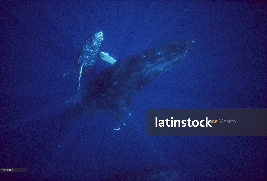 La madre ballena jorobada (Megaptera novaeangliae) y los jóvenes, Hawaii