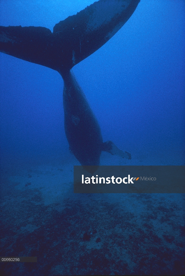 Canto de ballena jorobada (Megaptera novaeangliae), falta una aleta pectoral, Hawaii