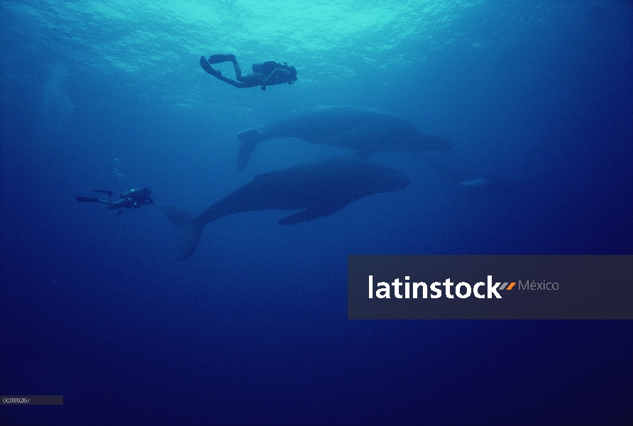 Dos buzos observando ballenas jorobadas (Megaptera novaeangliae) trío bajo el agua, Hawaii