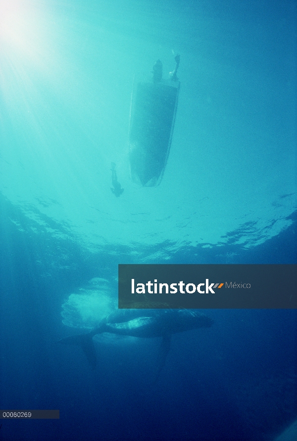 Ballena jorobada (Megaptera novaeangliae) debajo de barco de investigación, Hawaii