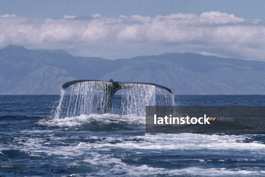 Cola de ballena jorobada (Megaptera novaeangliae), Hawaii