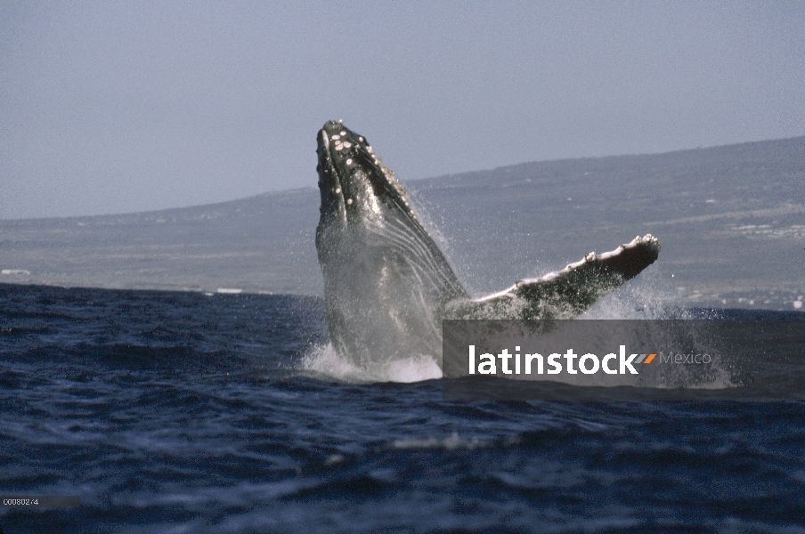 Ballena jorobada (Megaptera novaeangliae) violar, Hawaii