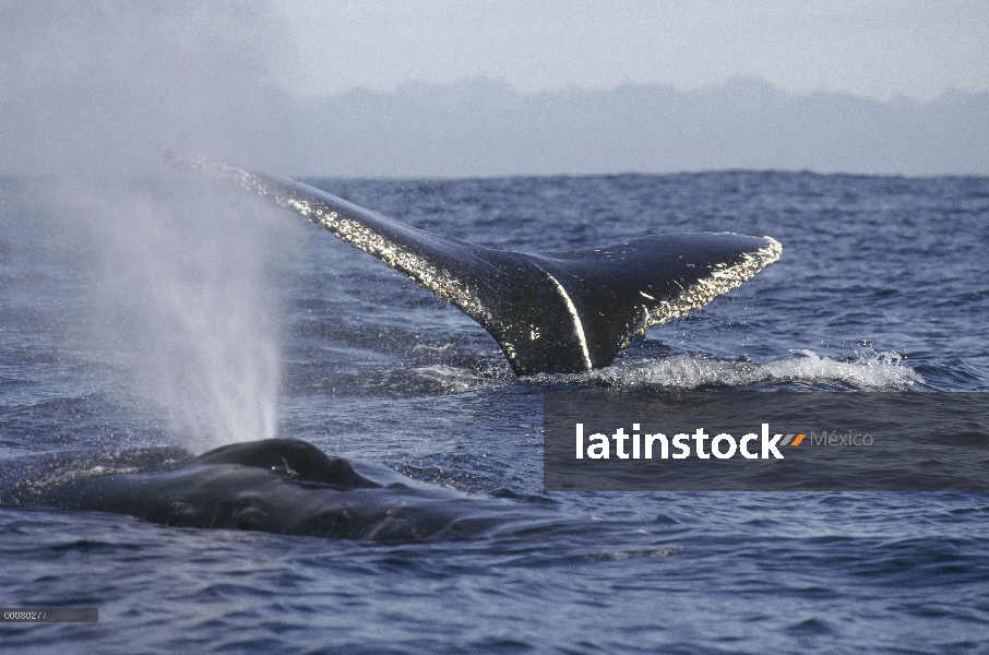 Surtidor de la ballena jorobada (Megaptera novaeangliae) y la cola, Hawaii