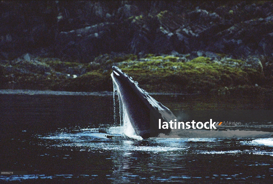 Ballena jorobada (Megaptera novaeangliae) gulp alimentación, sureste de Alaska