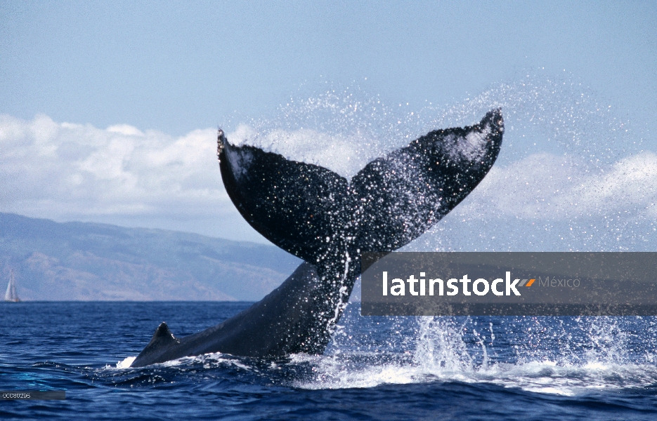 Ballena jorobada (Megaptera novaeangliae) Amarre cola, Hawaii