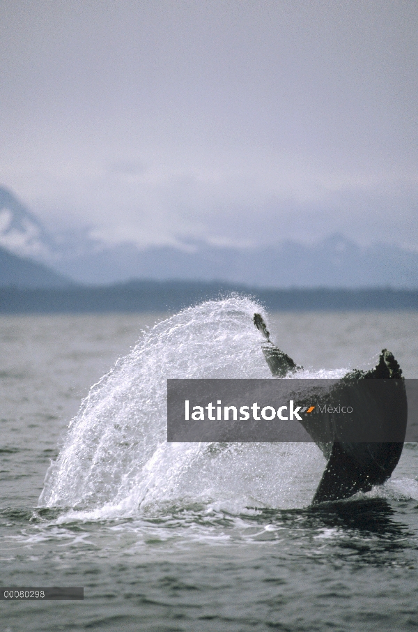 Cola de ballena jorobada (Megaptera novaeangliae), Alaska