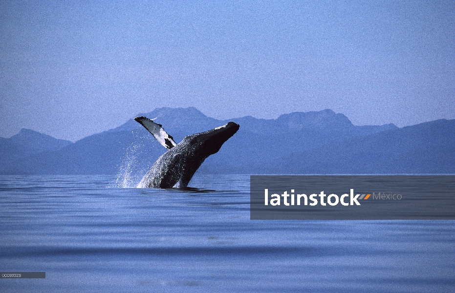 Ballena jorobada (Megaptera novaeangliae) violar, Hawaii