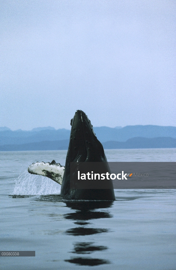 Ballena jorobada (Megaptera novaeangliae) violar, Hawaii