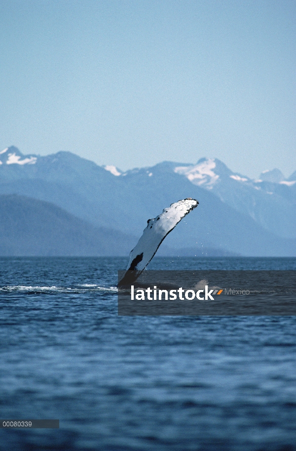 Ballena jorobada (Megaptera novaeangliae) pectoral palmada, sureste de Alaska