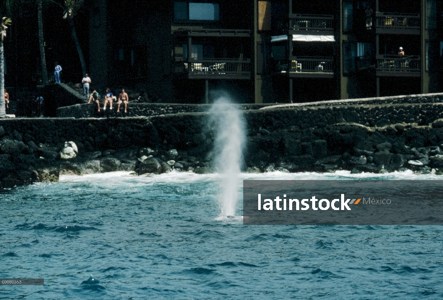 Ballena de la ballena jorobada (Megaptera novaeangliae) echa en chorro en aguas poco profundas frent