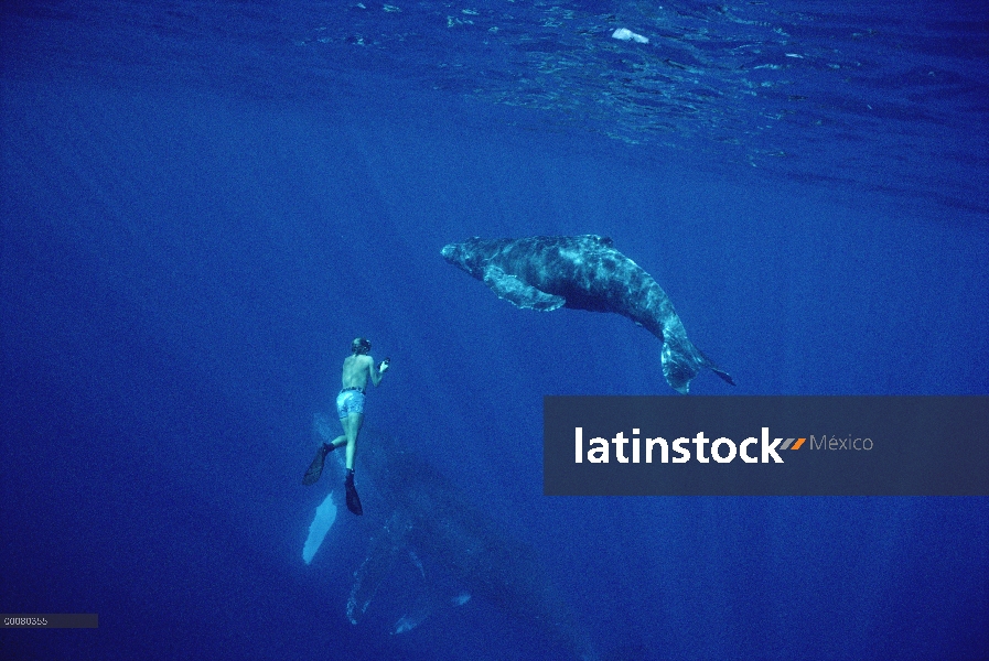 Ballena jorobada (Megaptera novaeangliae) y turísticos, Hawaii