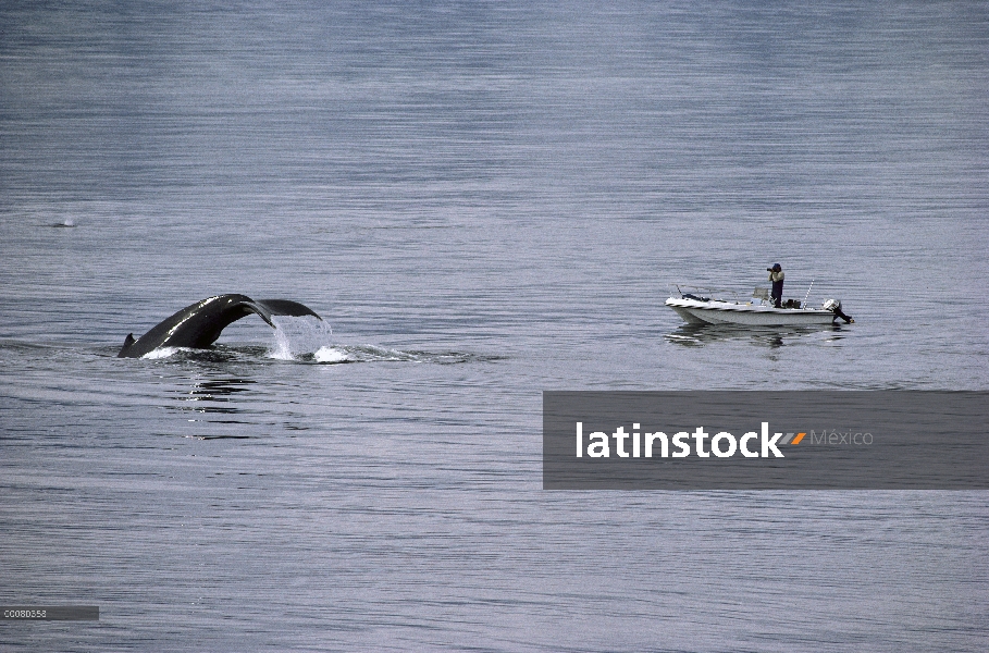 Ballena jorobada (Megaptera novaeangliae) fotografiada por Dan McSweeny, hermanos Island, Alaska