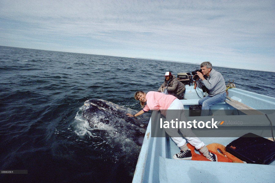 Ballena gris (Eschrichtius robustus) tocada por el turismo, Laguna San Ignacio, Baja California, Méx