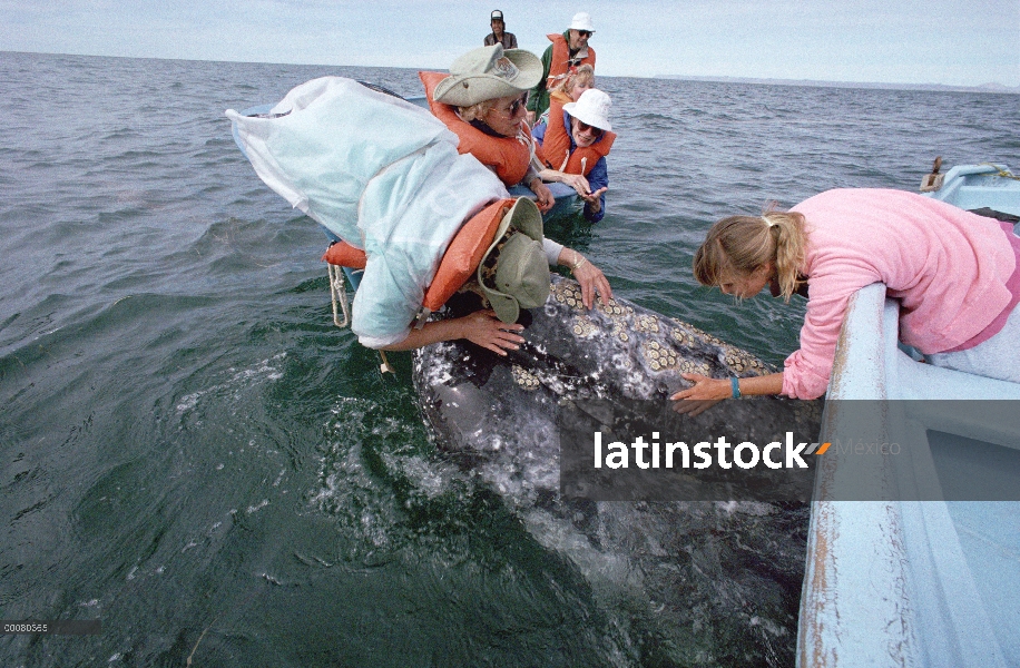 Ballena gris (Eschrichtius robustus) tocada por el turismo, Laguna San Ignacio, Baja California, Méx