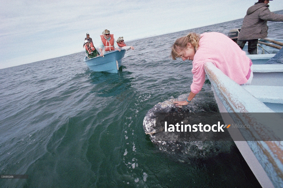 Ballena gris (Eschrichtius robustus) tocada por el turismo, Laguna San Ignacio, Baja California, Méx