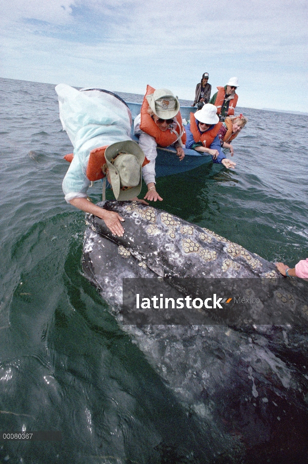 Ballena gris (Eschrichtius robustus) tocada por el turismo, Laguna San Ignacio, Baja California, Méx