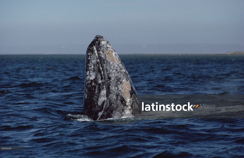 Ballena gris (Eschrichtius robustus) dos, Laguna San Ignacio, Baja California, México