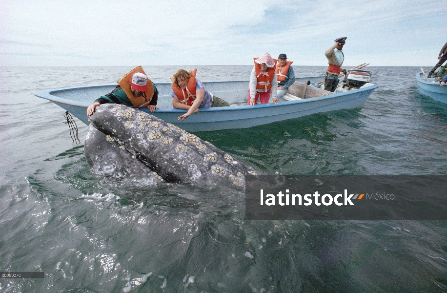 Ballena gris (Eschrichtius robustus) tocada por el turismo, Laguna San Ignacio, Baja California, Méx