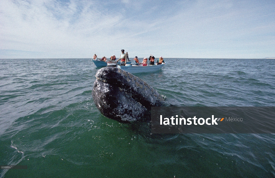 Ballena gris (Eschrichtius robustus) visto por los turistas, Laguna San Ignacio, Baja California, Mé