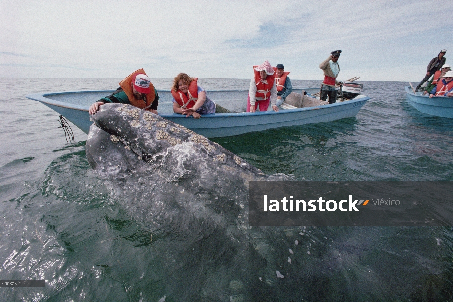 Ballena gris (Eschrichtius robustus) tocada por el turismo, Laguna San Ignacio, Baja California, Méx