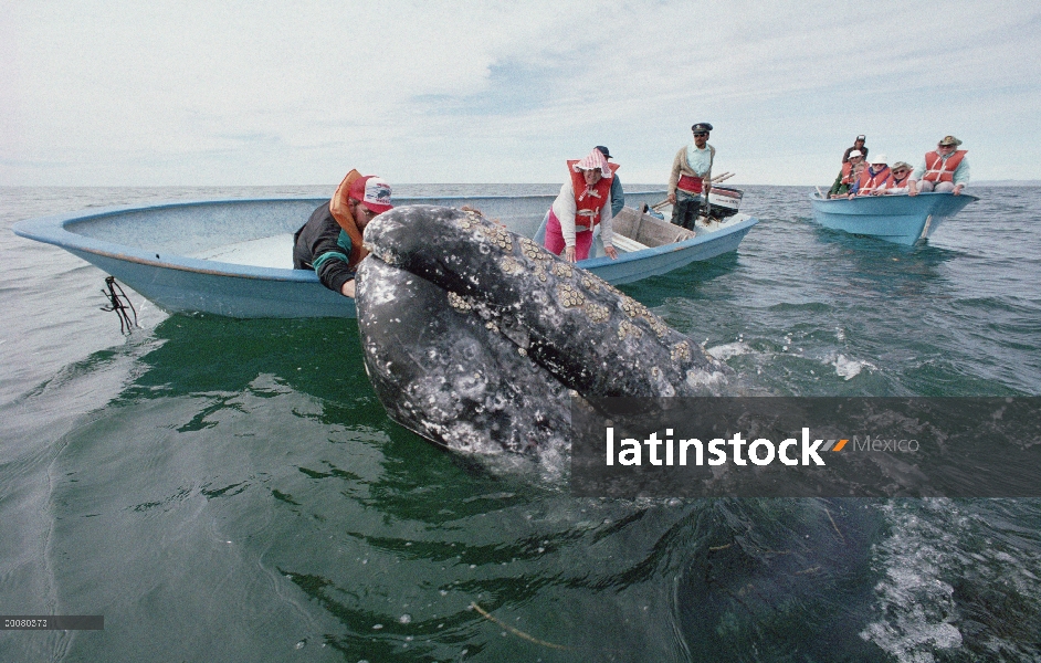 Ballena gris (Eschrichtius robustus) tocada por el turismo, Laguna San Ignacio, Baja California, Méx