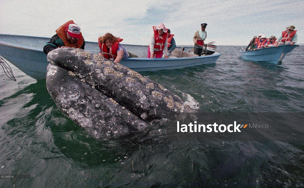 Ballena gris (Eschrichtius robustus) tocada por el turismo, Laguna San Ignacio, Baja California, Méx