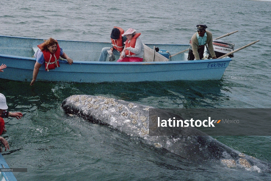 Ballena gris (Eschrichtius robustus) tocada por el turismo, Laguna San Ignacio, Baja California, Méx