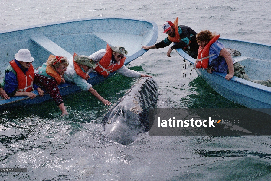 Ballena gris (Eschrichtius robustus) tocada por el turismo, Laguna San Ignacio, Baja California, Méx