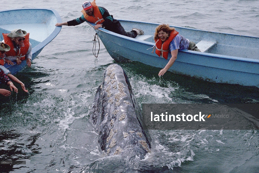 Ballena gris (Eschrichtius robustus) tocada por el turismo, Laguna San Ignacio, Baja California, Méx