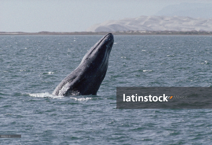 Ballena gris (Eschrichtius robustus) violar, Laguna San Ignacio, Baja California, México