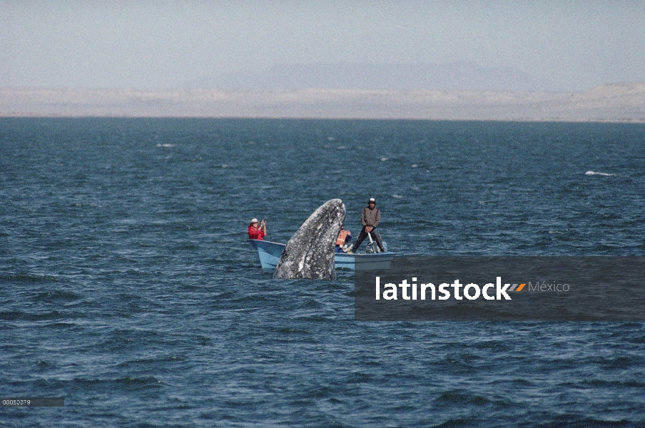 Ballena gris (Eschrichtius robustus) visto por los turistas, Laguna San Ignacio, Baja California, Mé